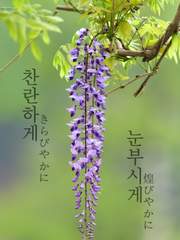 [귀칼] 찬란하게, 눈부시게