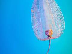 [치세리토] 거짓말쟁이의 아침