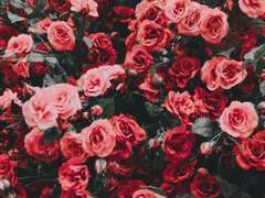 죽지 않는 오이디푸스 2