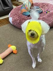 강아지 투병 생활