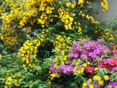 꽃 6 ~ 죽단화(겹황매화)