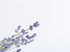 [스나오사] 라벤더 Lavender