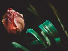 [봄비] 옷자락 - 두달