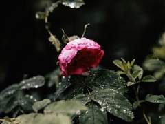 [봄비] 봄의 공명 - 포유