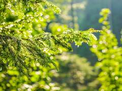 [봄비] 너에게 흠뻑 젖었으니까 - 시앤