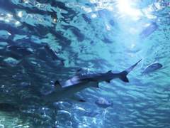 [백망되/정록] MERMAN