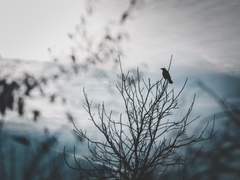 비행하는 새는 나무에서 쉬어간다