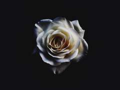 [profile] 세드릭 파웰