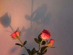 🔥독자님들 소환 공지