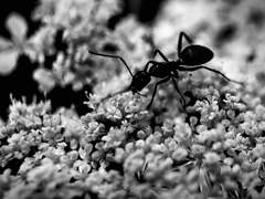 권속에 대한 징계