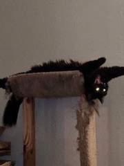 길고양이와 각인했습니다