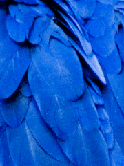 한돗 소재 배포