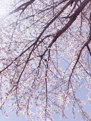 캠퍼스 안 그 녀석의 늪