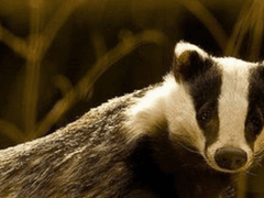 sol murlier Hufflepuff