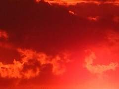 Haley R. Scarlet, XY.