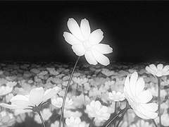 [타치바나 메이/여성]