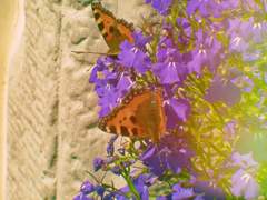 𝐸𝒹𝑒𝓁𝒾𝓃𝑒 𝒱. 𝐵𝓁𝒶𝒾𝓇