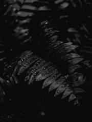 애니멀릭 애스펙트