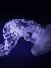 해모의 단편 만화들