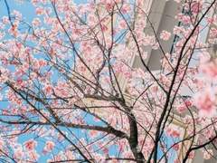 사랑도 피어나듯이