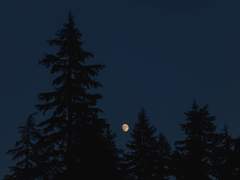 세풍사우 細風斜雨