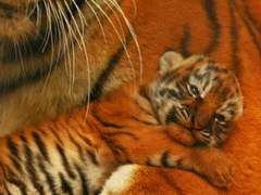 [명급리] 신록의신 _ 연인과 보드게임