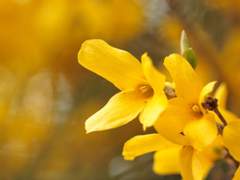 Forsythia