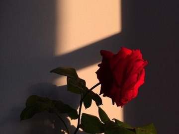 [얀별케일] 낭만적 타상墮喪