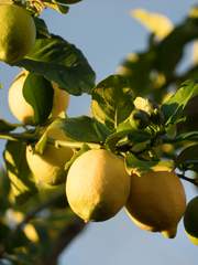 도둑이 제 발 저린다