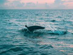 [현대팀] 고래의 숨