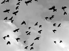 불사조, 마르코 01