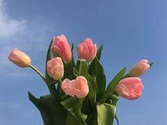 푸르른 들판에 숨겼던