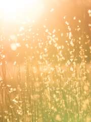 햇살같은 그대에게