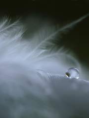 루카의 단편 소설