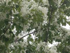 꽃 7 ~ 이팝나무 꽃