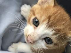 [엑소] 가정부 도경수_17