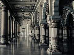 모란속의 두 눈