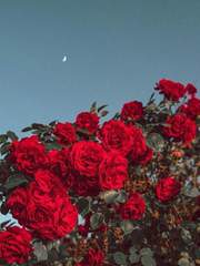 GL 중단편 모음집