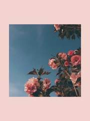 그 날 그 꽃이름