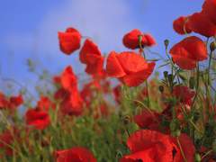 미완성의 붉은 조각상.