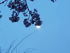 [귀멸의칼날/렌고쿠드림] 나무를 떠나게 되면 프롤로그