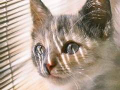 고양이가 왔다 #1