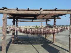 고성군 봉포항 도루묵