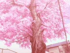 [하이큐 상황문답] 매점누나...그 이후 이야기