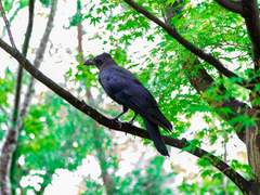 하야시 히로토 | 외관 30세 | 카라스텐구