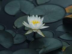 연꽃은 수련이 되고 싶었다.