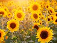 나의 태양에게.