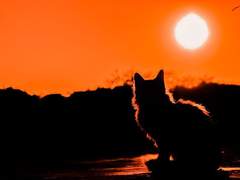 황혼의 시간이 도래했어.