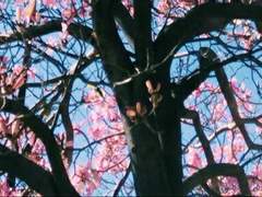 라넌 큘러스 _여성 _고양이 인수 혼혈