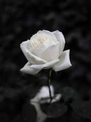 언성 듀엣 시나리오